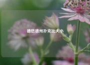 德信德州扑克比大小