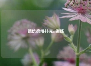 德信德州扑克ai训练